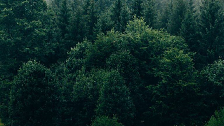 Metaverse and Machine Learning Tapped to Improve Forestry Research